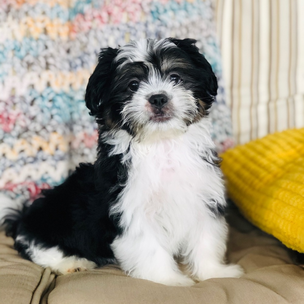 Meet your Posher, Ava
